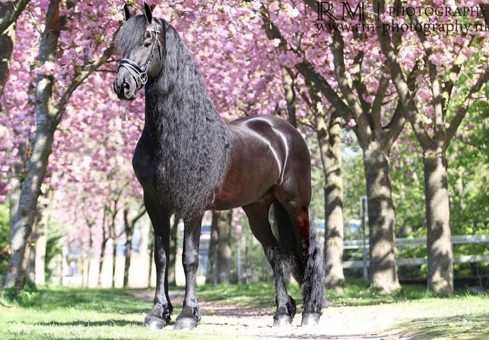 Aftonmora Friesian Horses